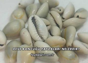 Deve Boncuğu Faydaları Nelerdir?