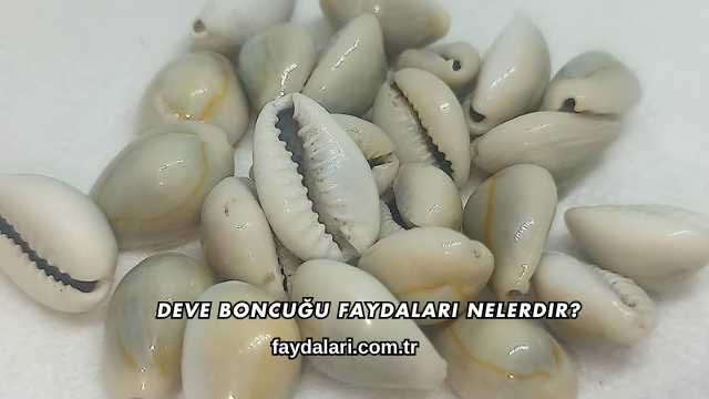 Deve Boncuğu Faydaları Nelerdir?