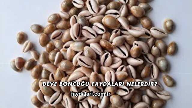 Deve Boncuğu Faydaları Nelerdir?