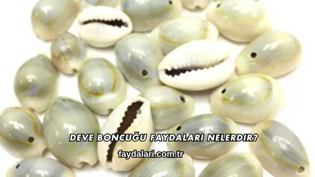 Deve Boncuğu Faydaları Nelerdir?
