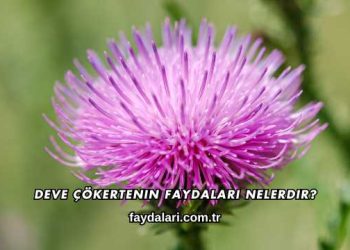 Deve Dikeni Ekstraktı Faydaları Nelerdir?