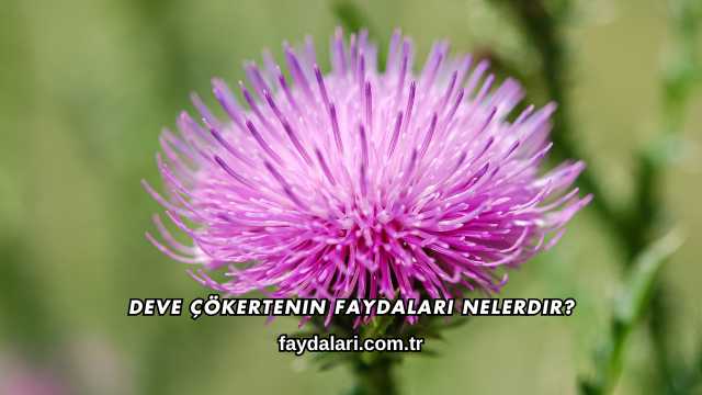 Deve Dikeni Ekstraktı Faydaları Nelerdir?