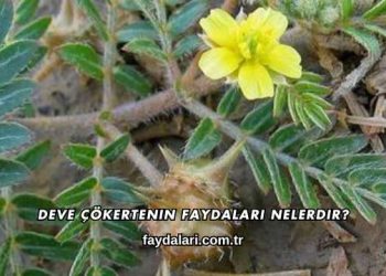 Deve Çökertenin Faydaları Nelerdir?
