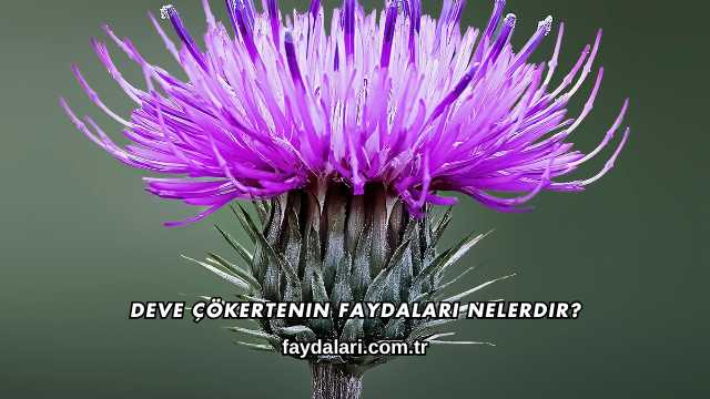 Deve Dikeni Ekstraktı Faydaları Nelerdir?