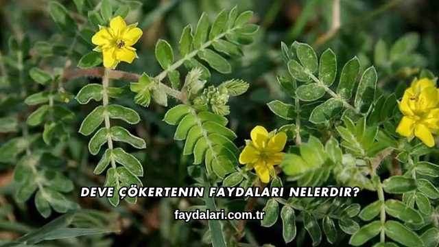 Deve Çökertenin Faydaları Nelerdir?