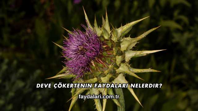 Deve Dikeni Ekstraktı Faydaları Nelerdir?