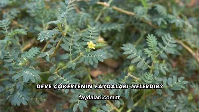 Deve Çökertenin Faydaları Nelerdir?