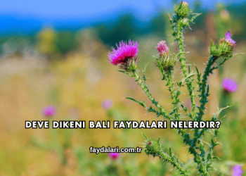 Deve Dikeni Balı Faydaları Nelerdir?