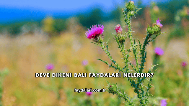 Deve Dikeni Balı Faydaları Nelerdir?