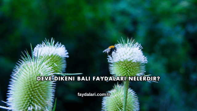 Deve Dikeni Balı Faydaları Nelerdir?