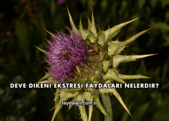 Deve Dikeni Ekstresi Faydaları Nelerdir?