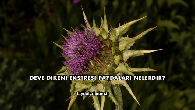 Deve Dikeni Ekstresi Faydaları Nelerdir?