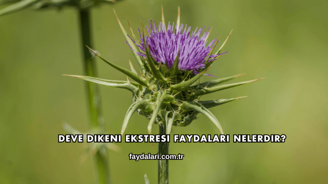 Deve Dikeni Ekstresi Faydaları Nelerdir?