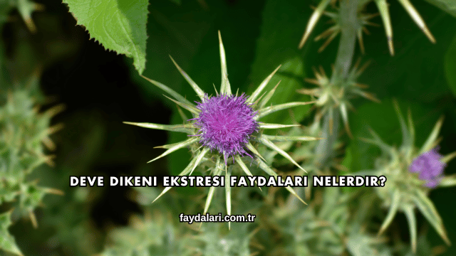 Deve Dikeni Ekstresi Faydaları Nelerdir?