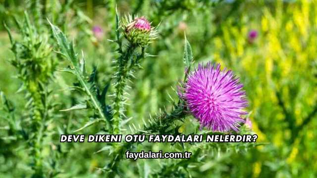 Deve Dikeni Otu Faydaları Nelerdir?