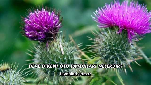 Deve Dikeni Otu Faydaları Nelerdir?