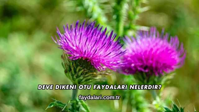 Deve Dikeni Otu Faydaları Nelerdir?