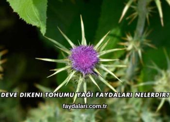 Deve Dikeni Tohumu Yağı Faydaları Nelerdir?