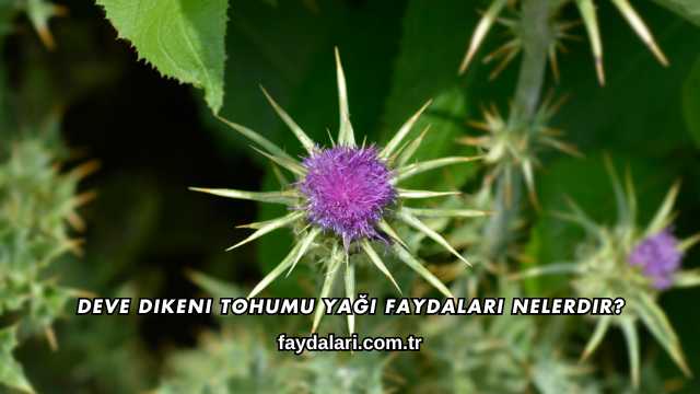 Deve Dikeni Tohumu Yağı Faydaları Nelerdir?