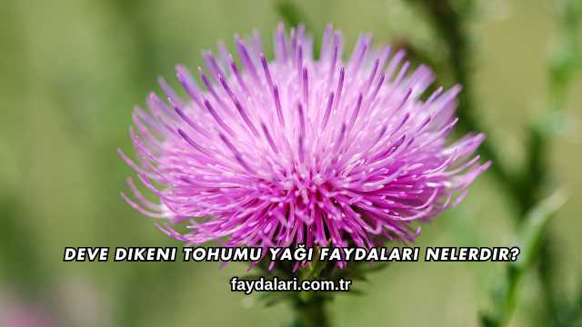 Deve Dikeni Tohumu Yağı Faydaları Nelerdir?