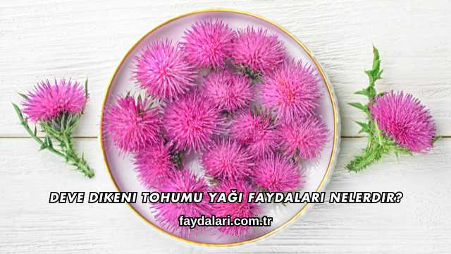 Deve Dikeni Tohumu Yağı Faydaları Nelerdir?