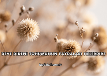 Deve Dikeni Tohumunun Faydaları Nelerdir?