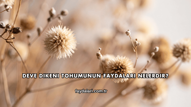Deve Dikeni Tohumunun Faydaları Nelerdir?