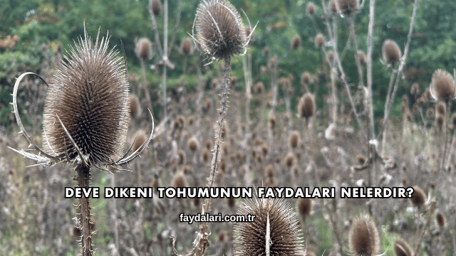 Deve Dikeni Tohumunun Faydaları Nelerdir?