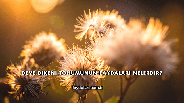 Deve Dikeni Tohumunun Faydaları Nelerdir?