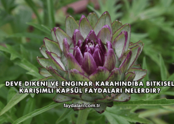 Deve Dikeni ve Enginar Karahindiba Bitkisel Karışımlı Kapsül Faydaları Nelerdir?