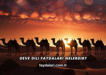 Deve Dili Faydaları Nelerdir?