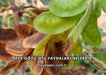 Deve Gözü Otu Faydaları Nelerdir?