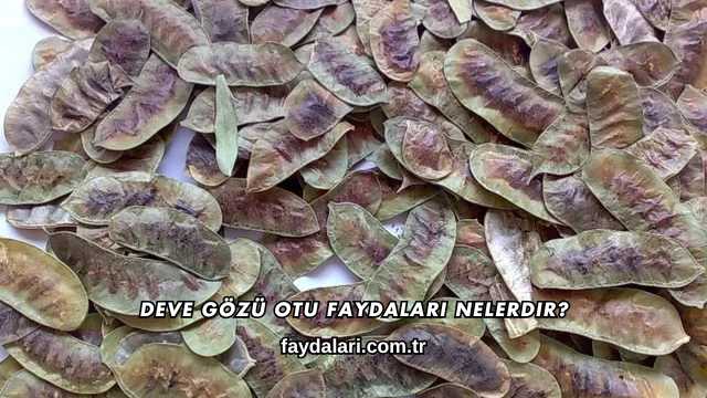 Deve Gözü Otu Faydaları Nelerdir?