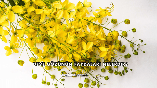 Deve Gözünün Faydaları Nelerdir?