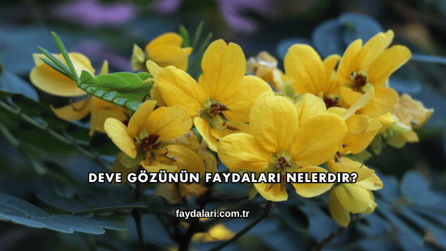 Deve Gözünün Faydaları Nelerdir?