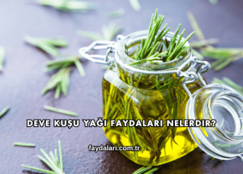 Deve Kuşu Yağı Faydaları Nelerdir?