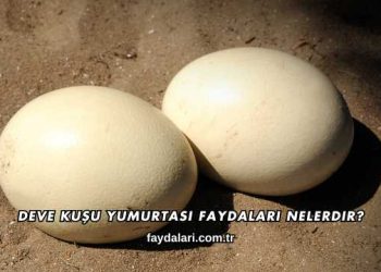 Deve Kuşu Yumurtası Faydaları Nelerdir?