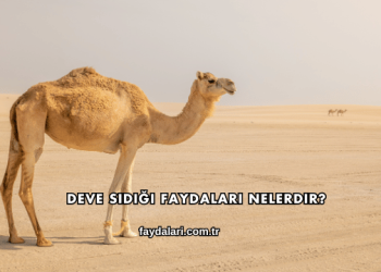 Deve Sidiği Faydaları Nelerdir?