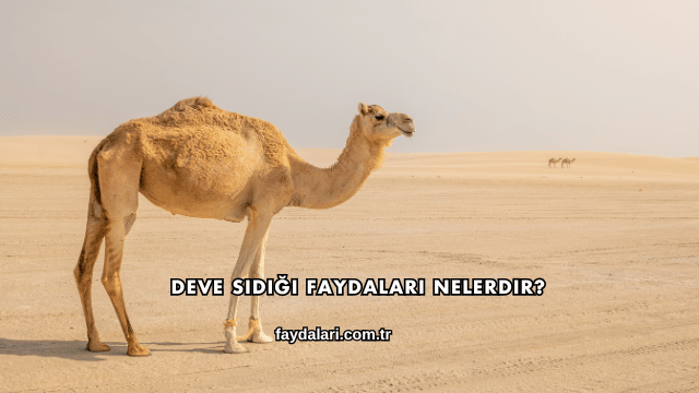 Deve Sidiği Faydaları Nelerdir?