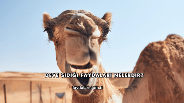 Deve Sidiği Faydaları Nelerdir?