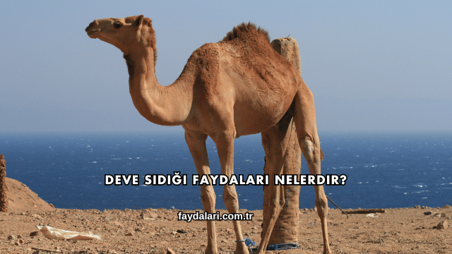 Deve Sidiği Faydaları Nelerdir?