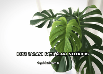 Deve Tabanı Faydaları Nelerdir?