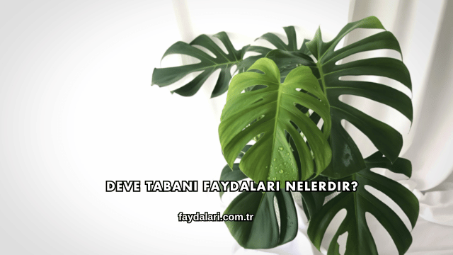 Deve Tabanı Faydaları Nelerdir?