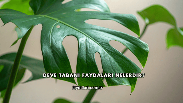 Deve Tabanı Faydaları Nelerdir?