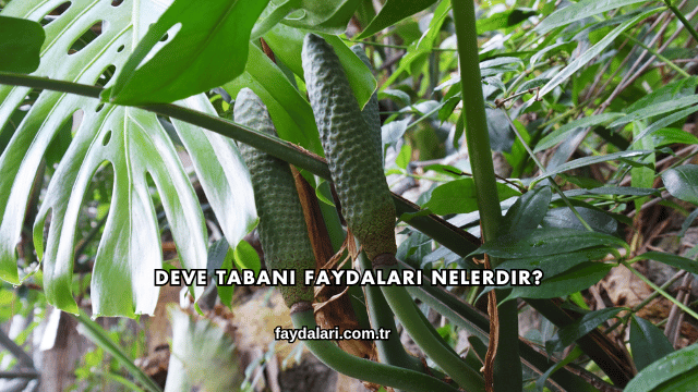 Deve Tabanı Faydaları Nelerdir?