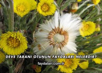 Deve Tabanı Otunun Faydaları Nelerdir?