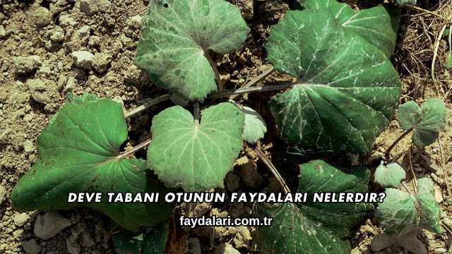 Deve Tabanı Otunun Faydaları Nelerdir?