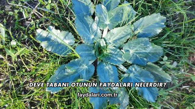Deve Tabanı Otunun Faydaları Nelerdir?