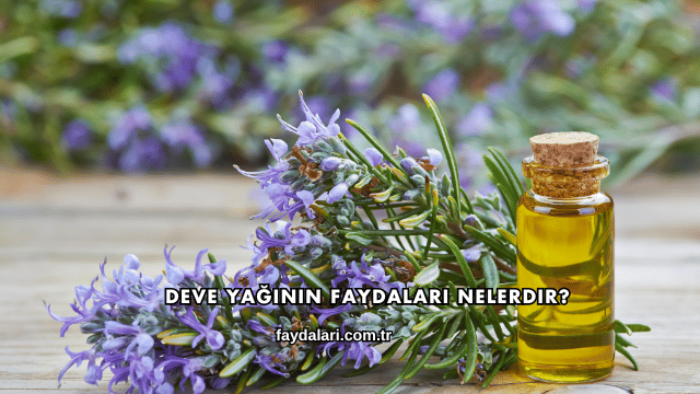 Deve Yağının Faydaları Nelerdir?