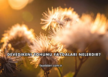 Devedikeni Tohumu Faydaları Nelerdir?